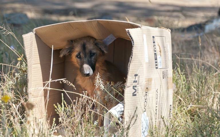 Tijuana busca frenar la venta ilegal de mascotas en la garita de San Ysidro  - San Diego Union-Tribune en Español