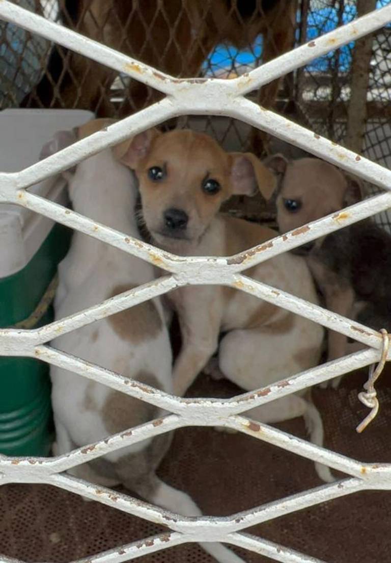 Nueve refugios acogen 550 canes; venta sin control de perros sigue